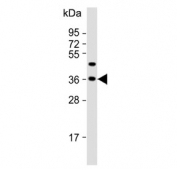 Western blot testing of human HepG2 cell lysate with Follistatin like-3 antibody. Expected molecular weight: 25-39 kDa depending on glycosylation level.