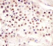 IHC testing of FFPE human testis tissue with Follistatin like-3 antibody. HIER: steam section in pH6 citrate buffer for 20 min and allow to cool prior to staining.