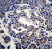 IHC testing of FFPE human pancreas tissue with Mboat4 antibody. HIER: steam section in pH6 citrate buffer for 20 min and allow to cool prior to staining.