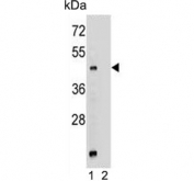 Western blot testing of mouse stomach lysate in the absence (1) and presence (2) of immunizing peptide with Mboat4 antibody. Predicted molecular weight ~50 kDa.