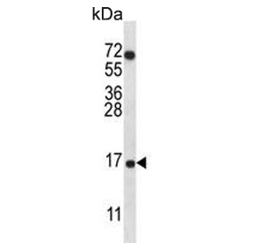 Western blot testing of human A549 cell lysate with COX7A2L antibody. Predicted molecular weight ~13 kDa.