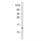 Western blot testing of human HepG2 cell lysate with COX7A2L antibody. Predicted molecular weight ~13 kDa.