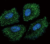 Immunofluorescent staining of human NCI-H460 cells with UDP-glucuronosyltransferase 2B15 antibody (green) and DAPI nuclear stain (blue).