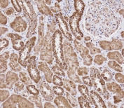 IHC testing of FFPE human kidney tissue with WFDC1 antibody. HIER: steam section in pH9 EDTA for 20 min and allow to cool prior to staining.
