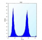 Flow cytometry testing of human K562 cells with Ficolin 3 antibody; Left=isotype control, Right= Ficolin 3 antibody.