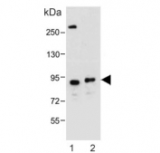 Western blot testing of human 1) U-87 MG and 2) C2C12 cell lysate with Dystrobrevin alpha antibody. Predicted molecular weight ~84 kDa.