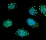 Immunofluorescent staining of human HEK293 cells with Dystrobrevin alpha antibody (green) and DAPI nuclear stain (blue).