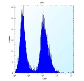 Flow cytometry testing of human HEK293 cells with CLDN2 antibody; Left=isotype control, Right= CLDN2 antibody.