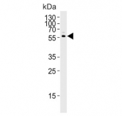 Western blot testing of human BEAS 2B cell lysate with CYP2S1 antibody. Predicted molecular weight ~56 kDa.