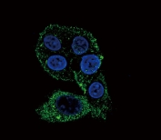 Immunofluorescent staining of human HepG2 cells with CYP2S1 antibody (green) and DAPI nuclear stain (blue).