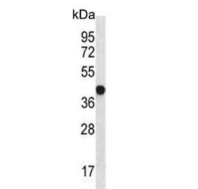 Western blot testing of mouse heart lysate with LPAR6 antibody. Predicted molecular weight ~39 kDa.