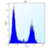 Flow cytometry testing of human U-251 cells with Tropomyosin 4 antibody; Left=isotype control, Right= Tropomyosin 4 antibody.