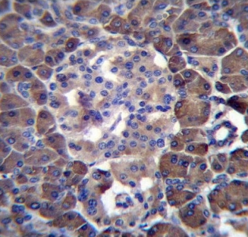 IHC testing of FFPE human pancreas tissue with Tumor suppressor ARF antibody. HIER: steam section in pH6 citrate buffer for 20 min and allow to cool prior to staining.