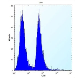 Flow cytometry testing of human HEK293 cells with Tumor suppressor ARF antibody; Left=isotype control, Right= Tumor suppressor ARF antibody.