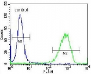 Flow cytometry testing of human K562 cells with ADE2 antibody; Blue=isotype control, Green= ADE2 antibody.