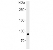 Western blot testing of human 293T cell lysate with Single-minded homolog 1 antibody. Predicted molecular weight ~86 kDa.