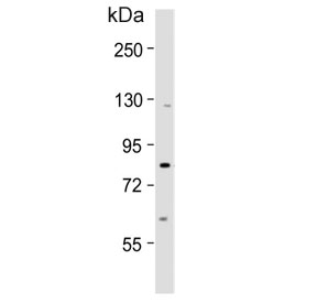 Western blot testing of human A549 cell lysate with Single-minded homolog 1 antibody. Predicted molecular weight ~86 kDa.