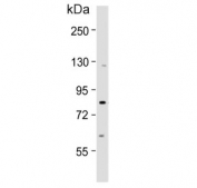 Western blot testing of human A549 cell lysate with Single-minded homolog 1 antibody. Predicted molecular weight ~86 kDa.