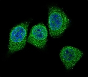 Immunofluorescent staining of human HEK293 cells with Gastric Intrinsic Factor antibody (green) and DAPI nuclear stain (blue).