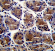 IHC testing of FFPE human stomach tissue with Gastric Intrinsic Factor antibody. HIER: steam section in pH6 citrate buffer for 20 min and allow to cool prior to staining.