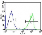 Flow cytometry testing of human K562 cells with Gastric Intrinsic Factor antibody; Blue=isotype control, Green= Gastric Intrinsic Factor antibody.