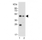 Western blot testing of 1) human HepG2 and 2) mouse brain lysate with ASAM antibody. Predicted molecular weight ~41 kDa.