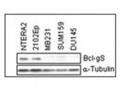 Western blot testing of cell lysates with Bcl-G antibody.