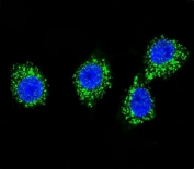Immunofluorescent staining of human MDA-MB-231 cells with MPP3 antibody (green) and DAPI nuclear stain (blue).