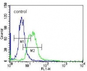 Flow cytometry testing of human K562 cells with MPP3 antibody; Blue=isotype control, Green= MPP3 antibody.