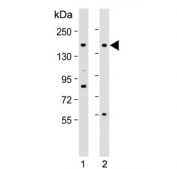 Western blot testing of human 1) HEK293 and 2) U-87 MG cell lysate with Protocadherin 9 antibody. Expected molecular weight: 136-180 kDa.