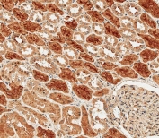 IHC testing of FFPE human kidney tissue with Protocadherin 9 antibody. HIER: steam section in pH9 EDTA for 20 min and allow to cool prior to staining.