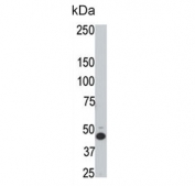 Western blot testing of rat testis lysate with HtrA3 antibody. Predicted molecular weight ~49 kDa.