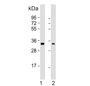 Western blot testing of human 1) HeLa and 2) PC-3 cell lysate with PI15 antibody. Predicted molecular weight ~29 kDa.