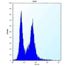 Flow cytometry testing of human K562 cells with PI15 antibody; Left=isotype control, Right= PI15 antibody.
