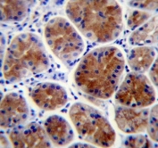 IHC testing of FFPE human stomach tissue with TFCP2L1 antibody. HIER: steam section in pH6 citrate buffer for 20 min and allow to cool prior to staining.