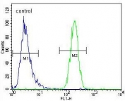 Flow cytometry testing of human WiDr cells with TFCP2L1 antibody; Blue=isotype control, Green= TFCP2L1 antibody.