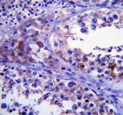 IHC testing of FFPE human testis tissue with SDF2-like protein 1 antibody. HIER: steam section in pH6 citrate buffer for 20 min and allow to cool prior to staining.