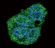 Immunofluorescent staining of human HepG2 cells with Pulmonary surfactant-associated protein C antibody (green) and DAPI nuclear stain (blue).