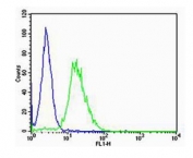Flow cytometry testing of mouse NIH 3T3 cells with CKI-gamma 3 antibody; Blue=isotype control, Green= CKI-gamma 3 antibody.