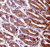 IHC testing of FFPE mouse stomach tissue with Map3k7 antibody. HIER: steam section in pH6 citrate buffer for 20 min and allow to cool prior to staining.