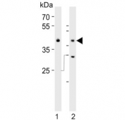 Western blot testing of mouse 1) spleen and 2) heart tissue lysate with Mapk11 antibody. Predicted molecular weight ~41 kDa.