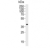 Western blot testing of mouse NIH 3T3 cell lysate with Mapk11 antibody. Predicted molecular weight ~41 kDa.