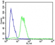 Flow cytometry testing of human SH-SY5Y cells with Mapk11 antibody; Blue=isotype control, Green= Mapk11 antibody.