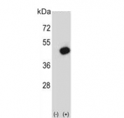 Western blot testing of 1) non-transfected and 2) transfected 293 cell lysate with Pyruvate dehydrogenase kinase 2 antibody. Predicted molecular weight ~46 kDa.