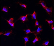 Immunofluorescent staining of human HeLa cells with NANOS1 antibody (red) and DAPI nuclear stain (blue).