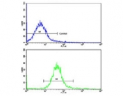 Flow cytometry testing of human HeLa cells with NANOS1 antibody; Blue=isotype control, Green= NANOS1 antibody.