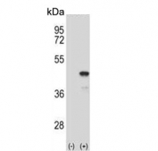 Western blot testing of 1) non-transfected and 2) transfected 293 cell lysate with MEK1 antibody. Predicted molecular weight ~43 kDa.