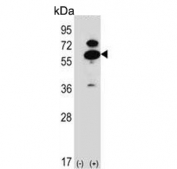 Western blot testing of 1) non-transfected and 2) transfected 293 cell lysate with OXSR1 antibody. Predicted molecular weight ~58 kDa.