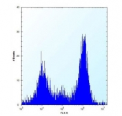 Flow cytometry testing of mouse Neuro-2a cells with PRKCA antibody; Left=isotype control, Right= PRKCA antibody.