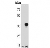 Western blot testing of 1) non-transfected and 2) transfected 293 cell lysate with MAP2K3 antibody.
